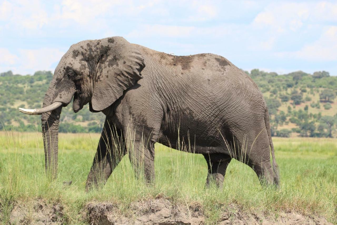 Tlou Safari Lodge Kasane Eksteriør bilde