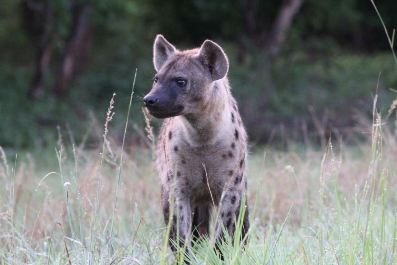 Tlou Safari Lodge Kasane Eksteriør bilde