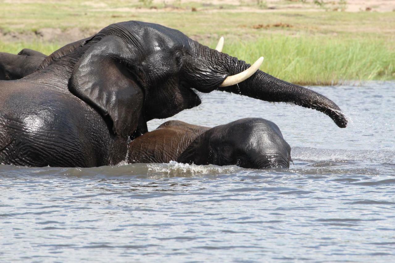 Tlou Safari Lodge Kasane Eksteriør bilde