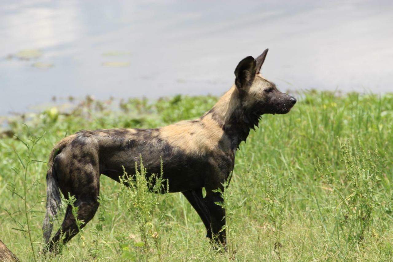 Tlou Safari Lodge Kasane Eksteriør bilde