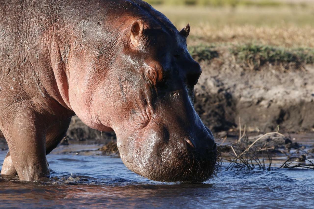 Tlou Safari Lodge Kasane Eksteriør bilde