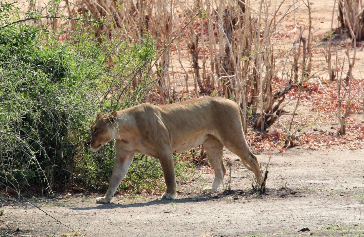 Tlou Safari Lodge Kasane Eksteriør bilde